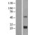 Western Blot: TIMP2 Lysate [NBL1-16925] - Western Blot experiments. 
Left-Control; Right -Over-expression Lysate for TIMP2